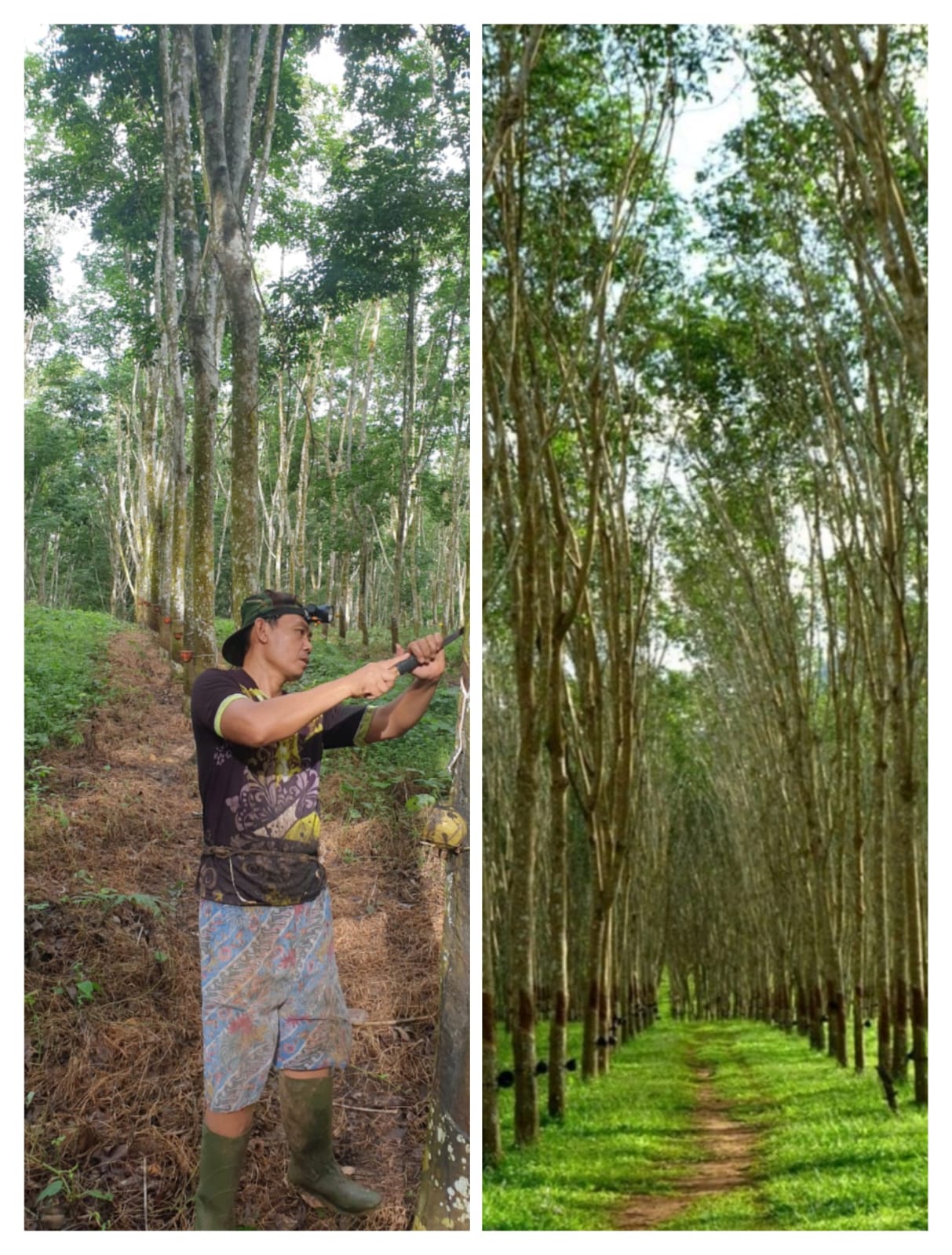 Optimalisasi Penggalian Produksi Terus Dimaksimalkan oleh Manajemen PTPN I Regional 7 Kebun Way Berulu