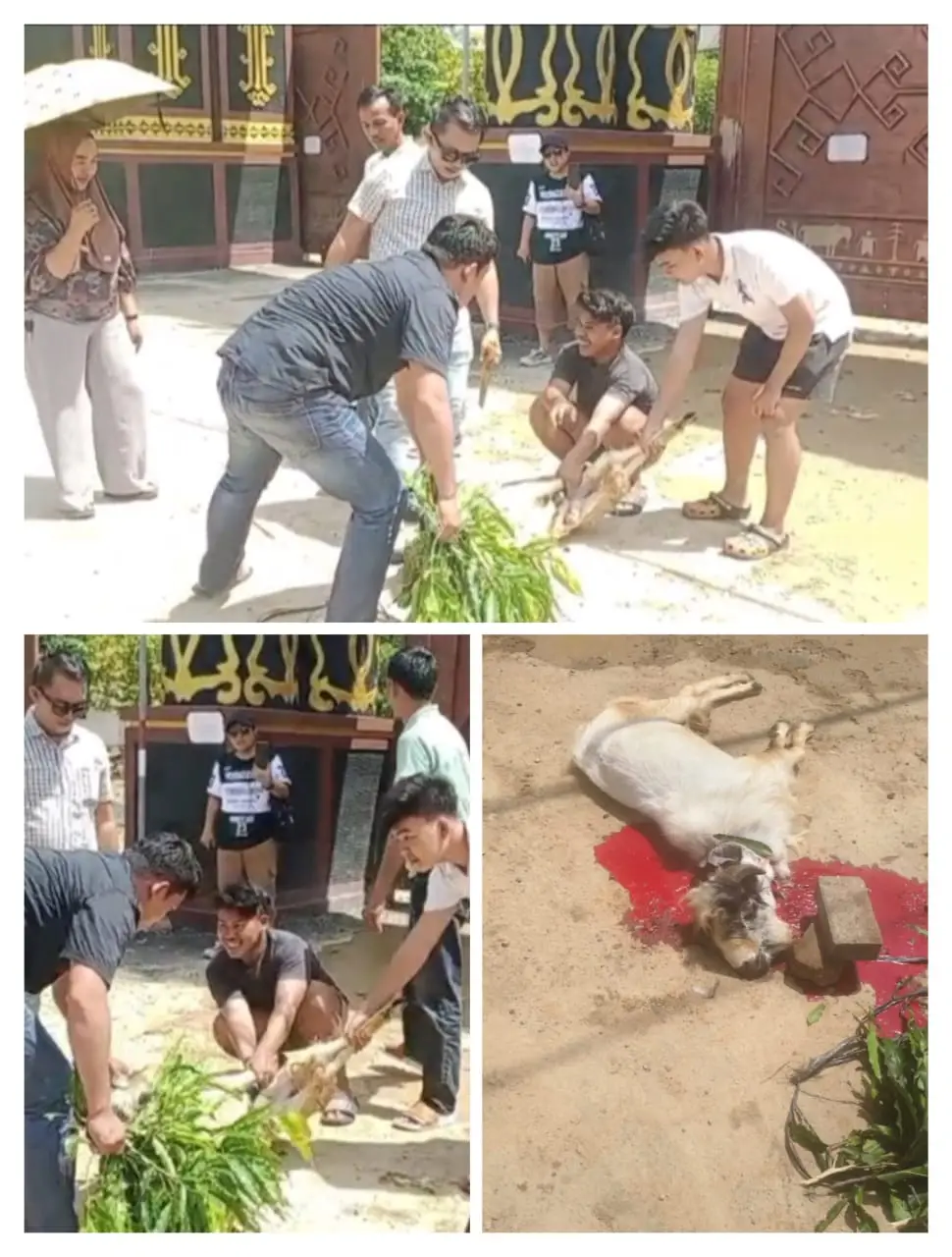Aksi Pemotongan Kambing di Depan Kantor Bupati Lampung Tengah Mencuat Setelah Ardito Wijaya Ditersangkakan KPK