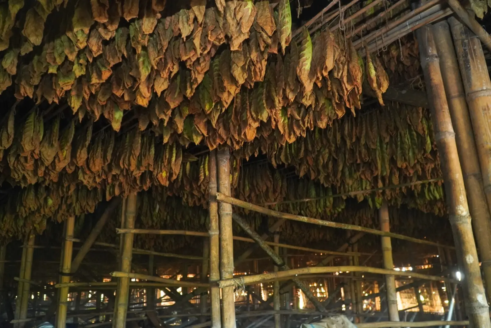 PTPN I, Eksklusivitas Tembakau Deli, dan Rezeki Pekerja Lokal