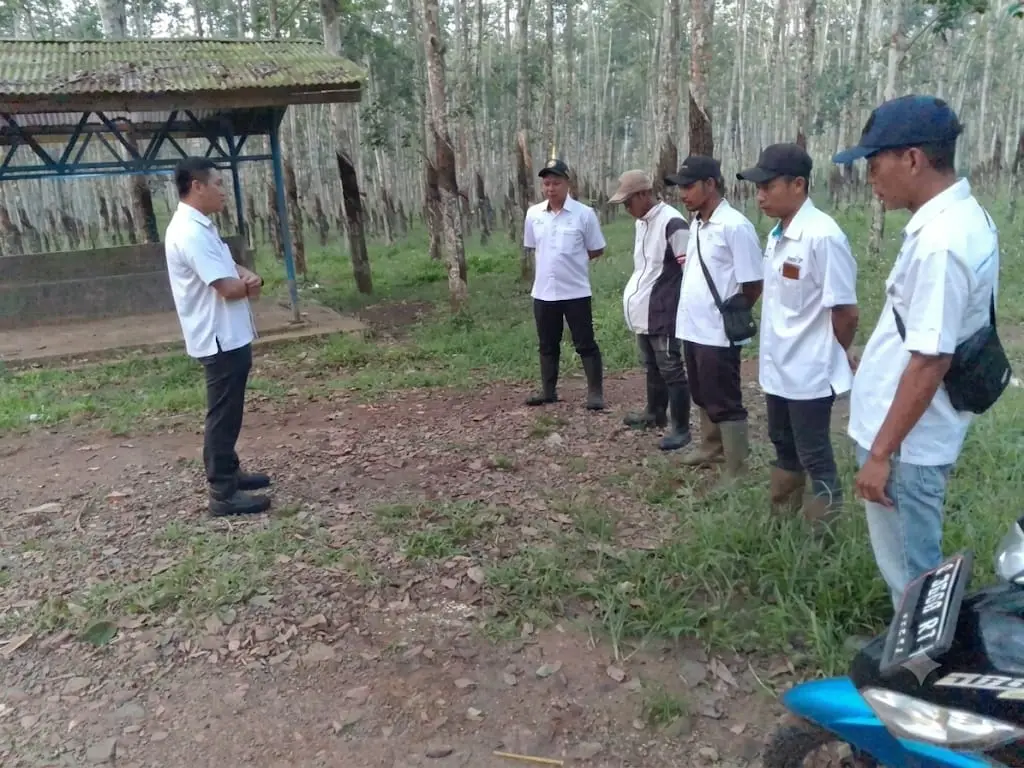 Produksi Naik Tanpa Korbankan Aturan, Yudha Mahendra Tegaskan Disiplin Sadap dan Keselamatan Kerja di Afdeling I Way Berulu