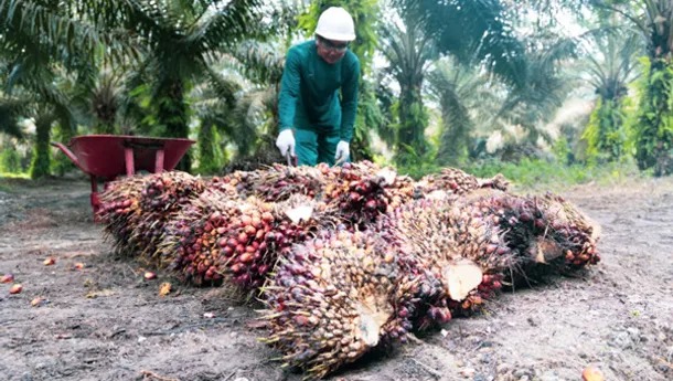 Sepanjang 2023, 1.135,6 Ha Sawit Petani Riau Ikut Serta PSR PTPN IV PalmCo Regional 3